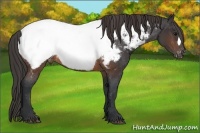 Horse Color:Brown Near Fewspot Rabicano 