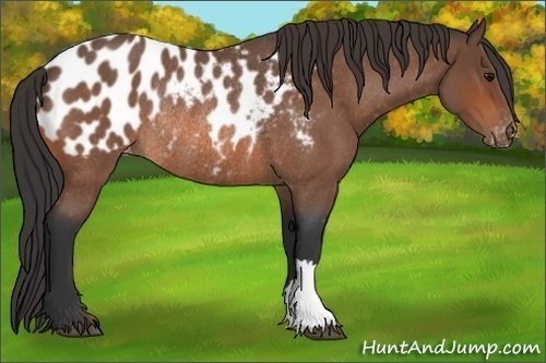 Horse Color: Bay Roan Near Leopard Rabicano 