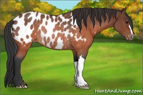 Horse Color: Brown Roan Near Leopard Rabicano 
