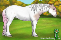 Horse Color:Watercolor Bay Tobiano Frame Rabicano 
