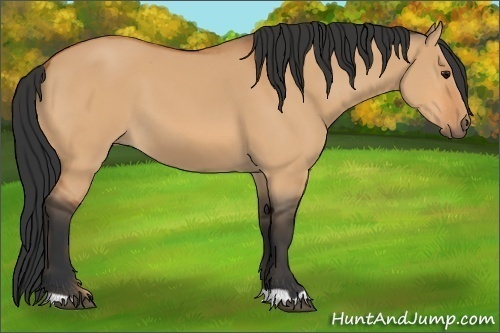 Horse Color: Bay Dun 