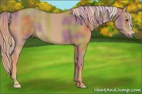 Horse Color:Nacre Chestnut 