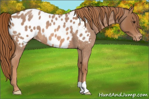 Horse Color: Red Roan Blanket 