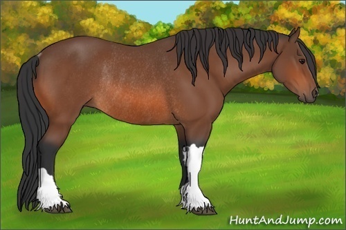 Horse Color: Bay Rabicano 