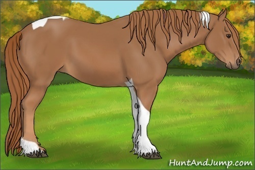 Horse Color: Chestnut Tobiano Rabicano 