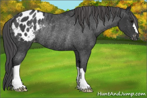 Horse Color: Black Blanket Rabicano 