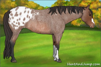 Horse Color:Bay Roan Appaloosa 