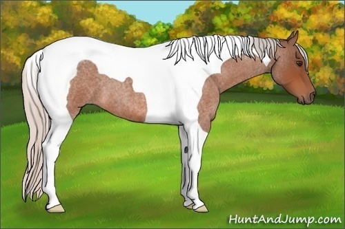 Horse Color: Silver Bay Roan Tobiano 