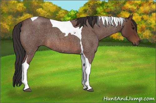 Horse Color: Bay Roan Tobiano 