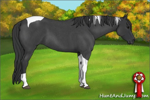 Horse Color: Brown Roan Tobiano 