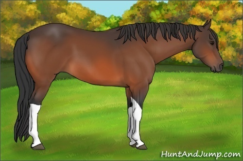 Horse Color: Bay Tobiano 