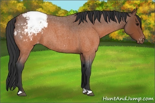 Horse Color: Brown Roan Snowcap 