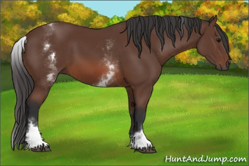 Horse Color: White Spotted Bay 