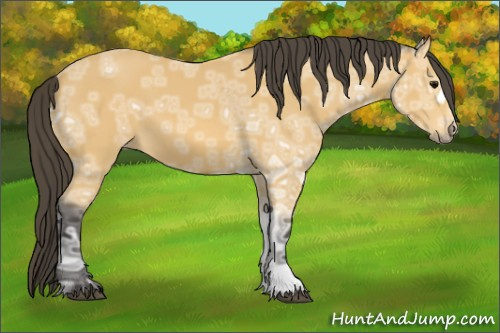 Horse Color: Buckskin Ice 