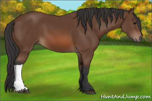 Horse Color: Bay 