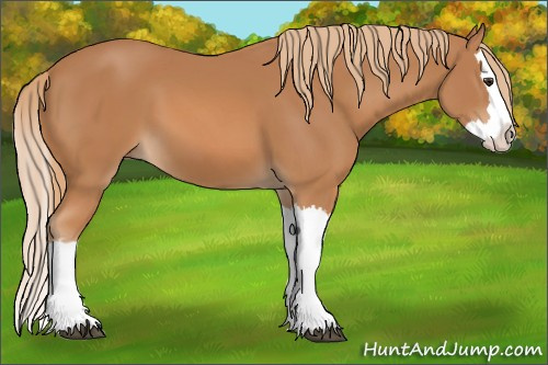 Horse Color: Chestnut Splash 