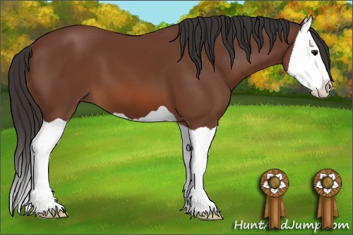 Horse Color: Bay Splash 