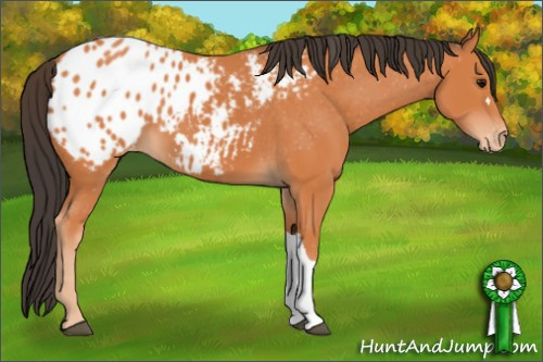 Horse Color: Bay Blanket 