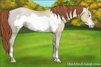 Horse Color:Gray Amber Cream Champagne Ice Pearl Frame Varnish 