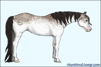 Horse Color:Gray White Spotted Classic Champagne 