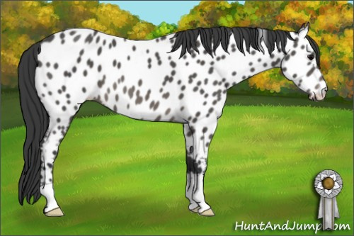 Horse Color: Black Near Leopard 