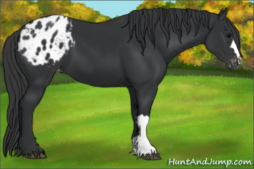 Horse Color: Black Blanket 