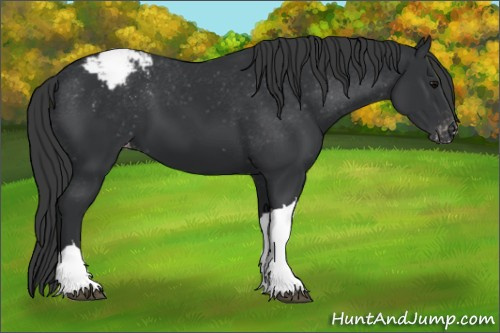 Horse Color: Brown Blanket 