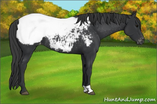 Horse Color: Black Snowcap Rabicano 