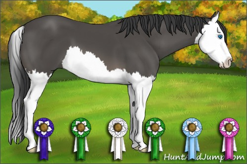 Horse Color: Black Splash 