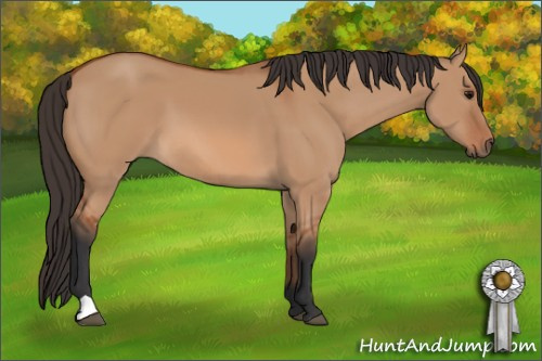 Horse Color: Bay Dun 