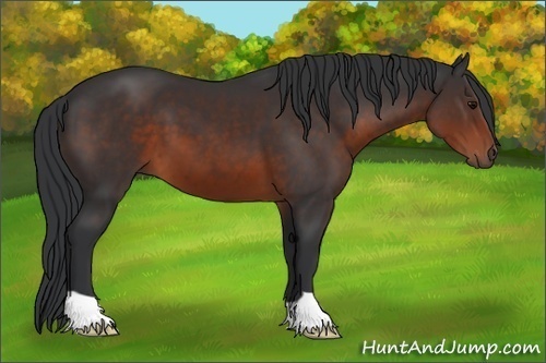Horse Color: Brown 