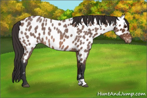 Horse Color: Bay Roan Near Leopard 