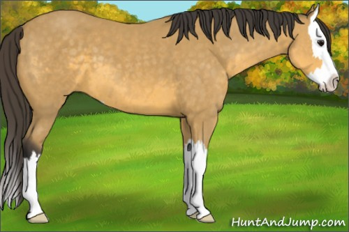 Horse Color: Buckskin Sabino Splash 