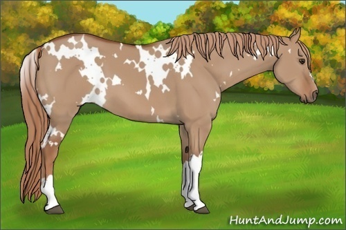 Horse Color: White Spotted Red Dun 