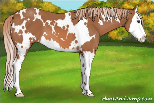 Horse Color: White Spotted Chestnut Sabino Splash 