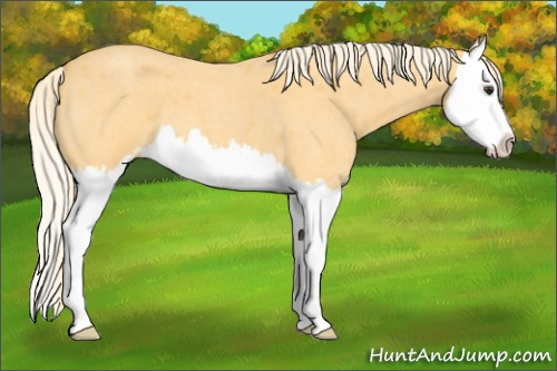 Horse Color: Palomino Roan Sabino Splash 