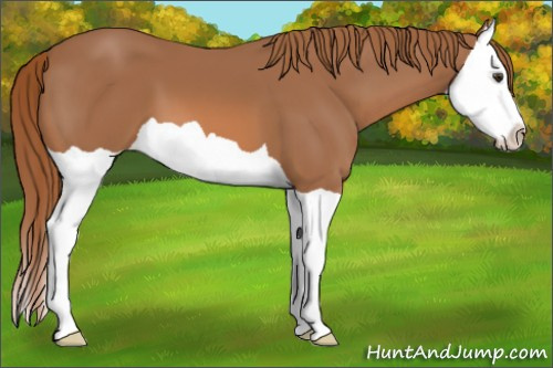 Horse Color: Chestnut Splash 