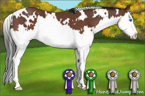 Horse Color: White Spotted Bay Splash 