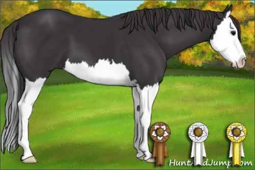 Horse Color: Smoky Black Sabino Splash 