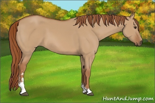Horse Color: Red Dun Sabino 
