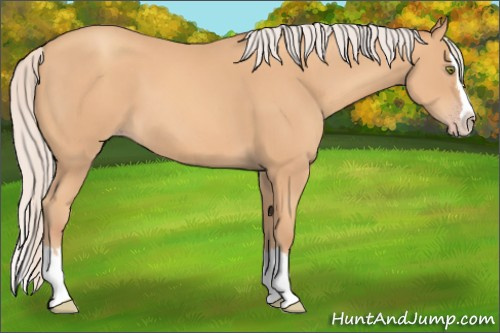 Horse Color: Silver Amber Champagne Sabino Splash 