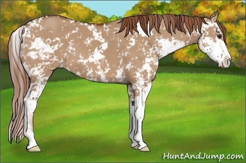 Horse Color: Red Dun Sabino 