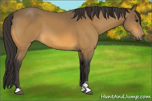 Horse Color: Buckskin Sabino 