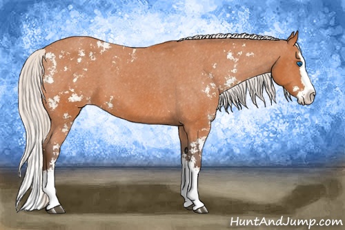 Horse Color: Silver Bay Sabino Splash Varnish 