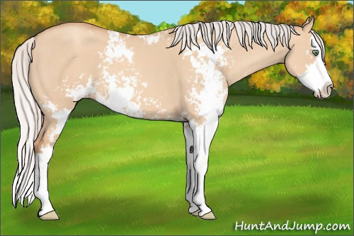 Horse Color: Silver Amber Champagne Dun Sabino Splash 