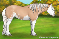 Horse Color:Silver Classic Champagne Sabino Splash