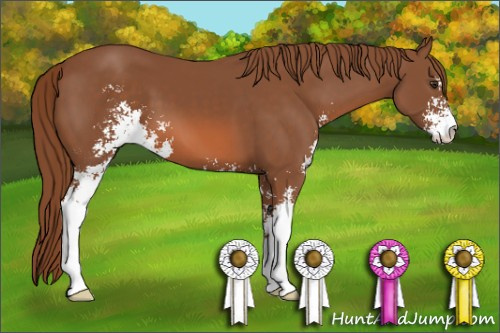 Horse Color: Liver Chestnut Sabino 