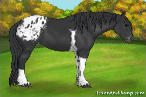 Horse Color: Black Tobiano Blanket 