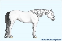 Horse Color:Gray White Spotted Black 