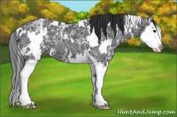 Horse Color:White Spotted Black Ice Splash 